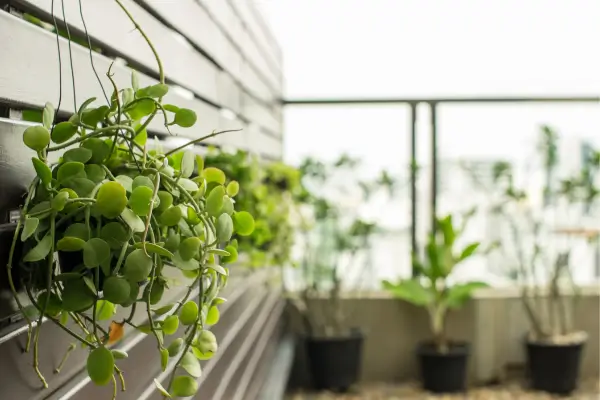 Elevando o Verde: Estratégias e Dicas para Cultivar Plantas em Espaços Verticais