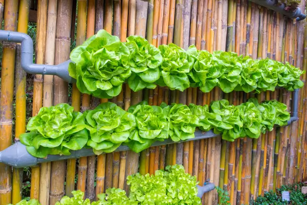 Jardins Verticais: O Verde que Transforma e Eleva sua Qualidade de Vida