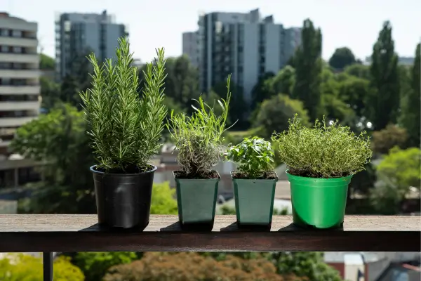 Guia completo de plantas aromatizantes para jardins verticais em apartamentos: Verde e Perfumado