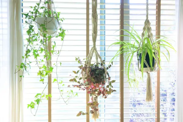 20 Espécies de Plantas Pendentes para Transformar seu Apartamento: Dicas e Inspirações