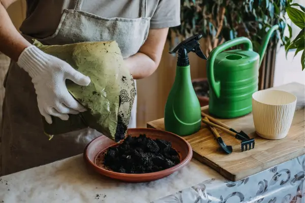 Revitalize seu jardim de apartamento com troca de terra e poda de raízes