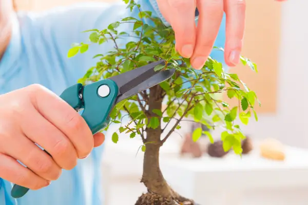 Bonsais para apartamentos: Descubra espécies frutíferas e floridas que transformam seu lar