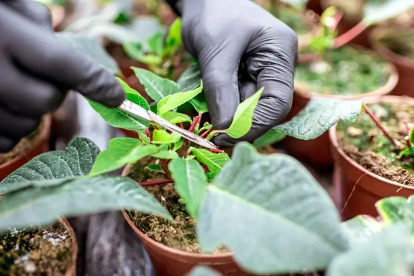 Os 7 Problemas Mais Comuns no Cultivo de Jardins Verticais em Apartamentos