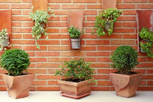 Plantas indicadas para jardim vertical externo: dicas amigáveis para escolher as melhores opções