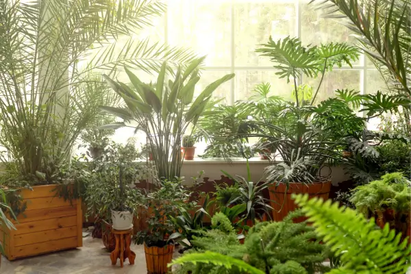 Plantas Tropicais para Interiores: Opções Exóticas Adaptáveis em Ambientes Fechados