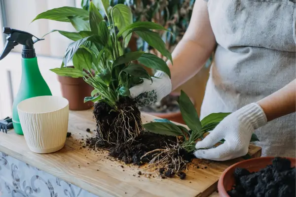 Replantio e Renovação de Jardins Verticais: Guia com as 10 Plantas Mais Comuns no Brasil