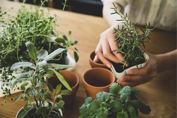 Guia para cultivo de ervas aromáticas em apartamento: As 5 mais comuns no Brasil