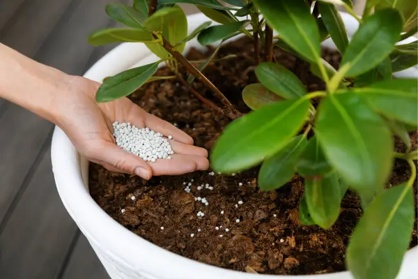 Fertilização de plantas em jardins verticais