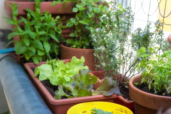 Cultivo de Hortaliças em Espaços Pequenos